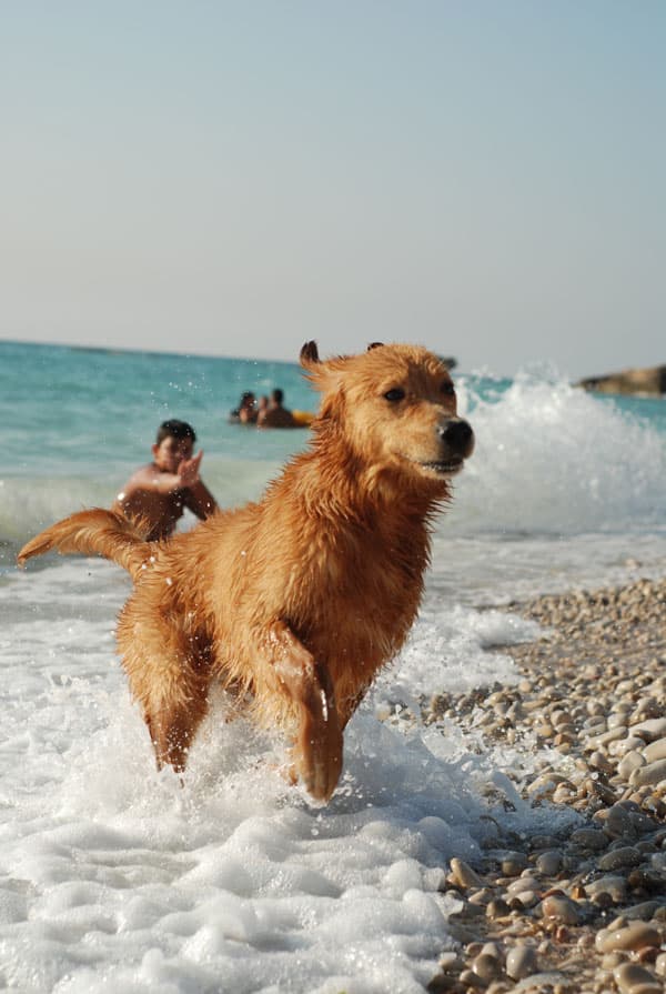 Chien qui se baigne dans la mer