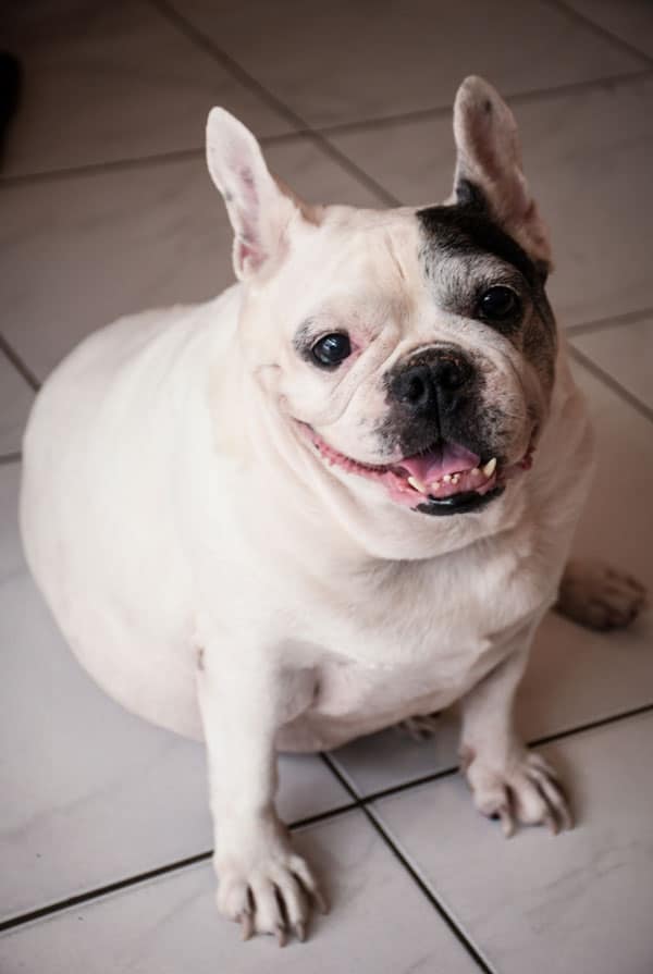 Chien type Bouledogue obèse