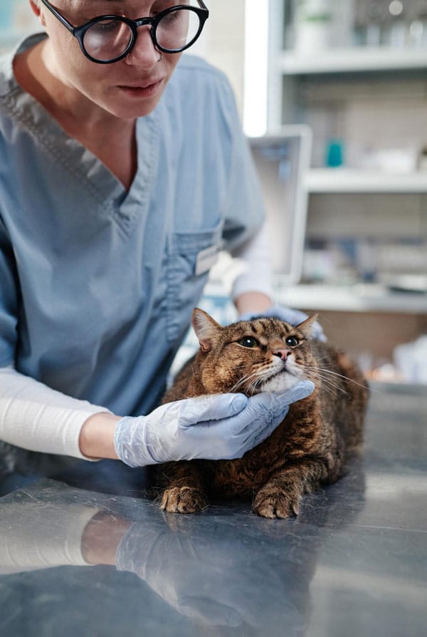 Chat avec une conjonctivite chez le vétérinaire