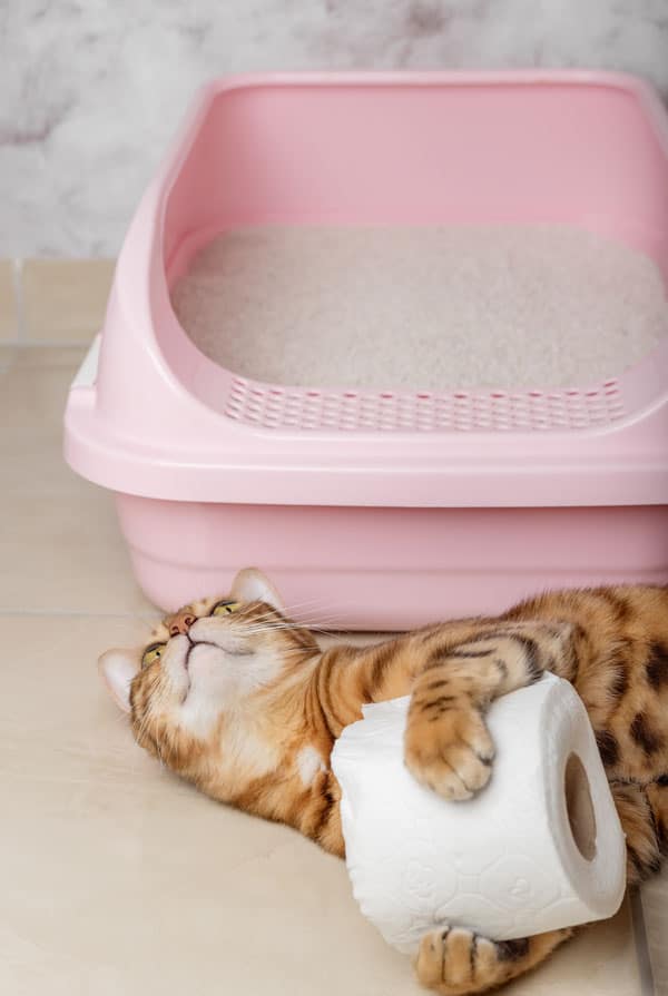 Chat constipé devant sa litière