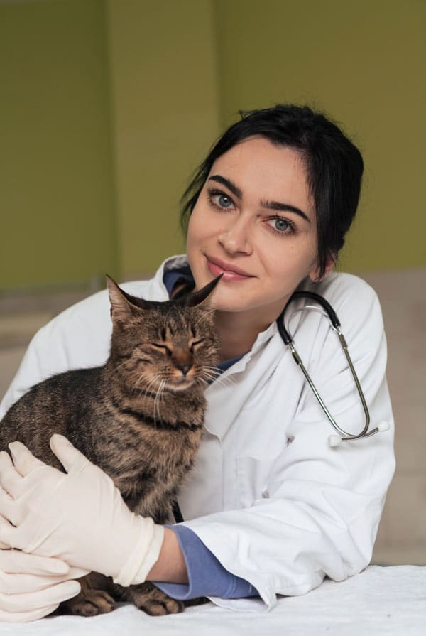 Chat avec des contusions chez le vétérinaire