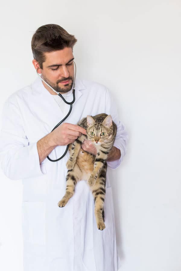 Chat en auscultation pour une cryptorchidie