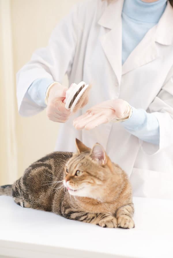 Chat en auscultation pour une démodécie
