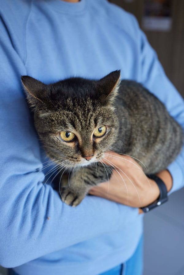 Chat avec une dermatite atopique chez le vétérinaire
