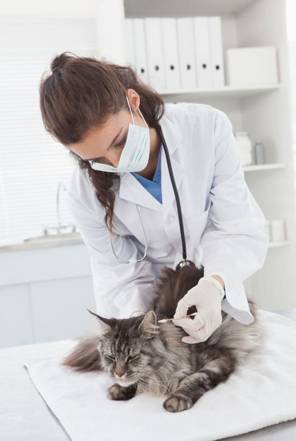 Chat chez le vétérinaire pour une dermatite
