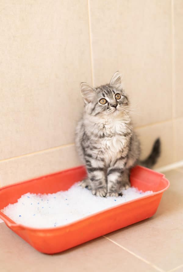 Chat dans sa litière et malade car atteint de dysurie