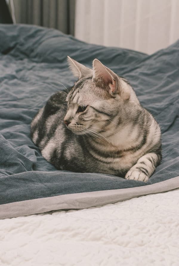 Chat ayant de l'eczéma