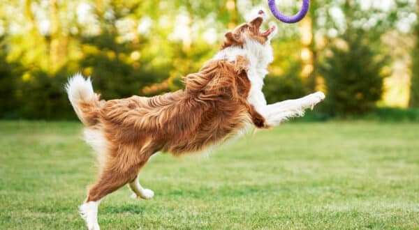Chien qui joue avec un anneau en caoutchouc dans l’herbe