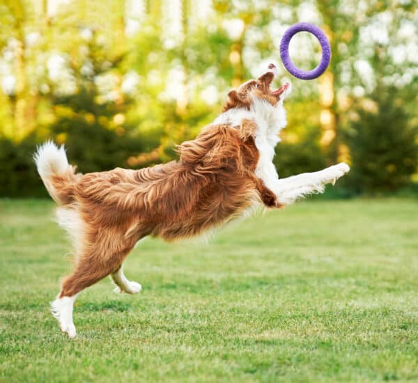 Chien qui joue avec un anneau en caoutchouc dans l’herbe
