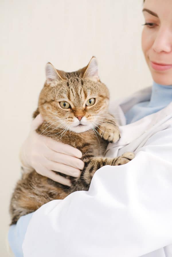 Chat ayant la gale chez le vétérinaire