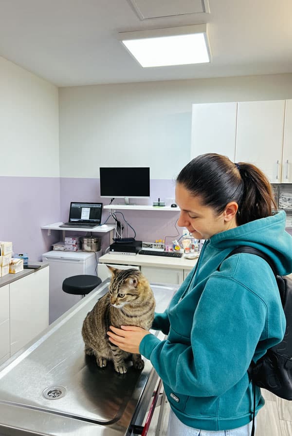 Chat chez le vétérinaire pour une giardiose