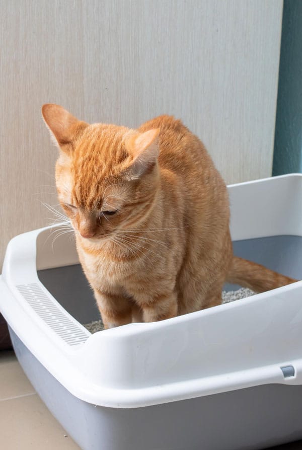 Chat qui fait de l'incontinence urinaire