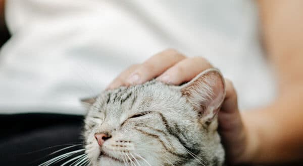 Chat ayant un kyste au niveau de la tête