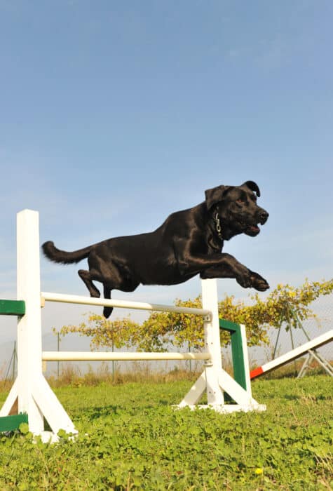 Chien qui pratique l'agility
