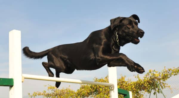 Chien qui pratique l'agility