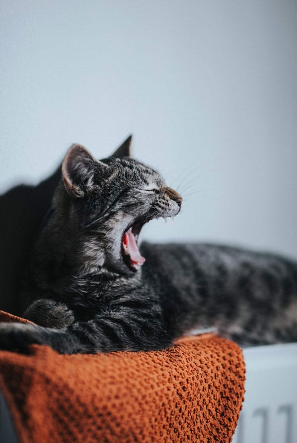 Chat avec une maladie parodontale