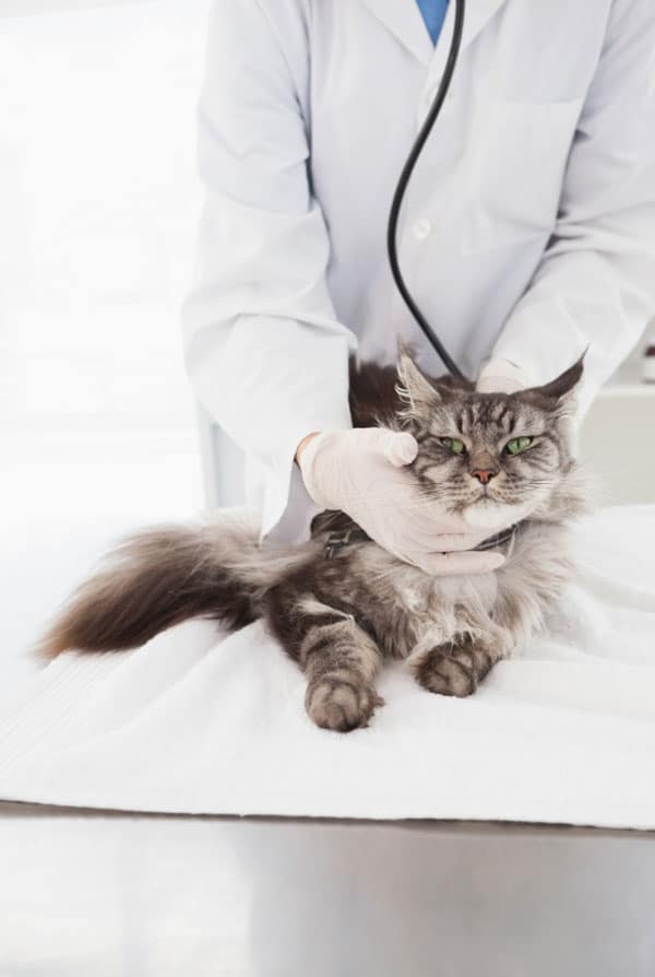 Chat chez le vétérinaire pour un mégaoesophage