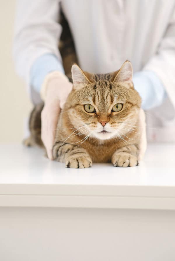 Chat chez le vétérinaire pour un oedème périphérique