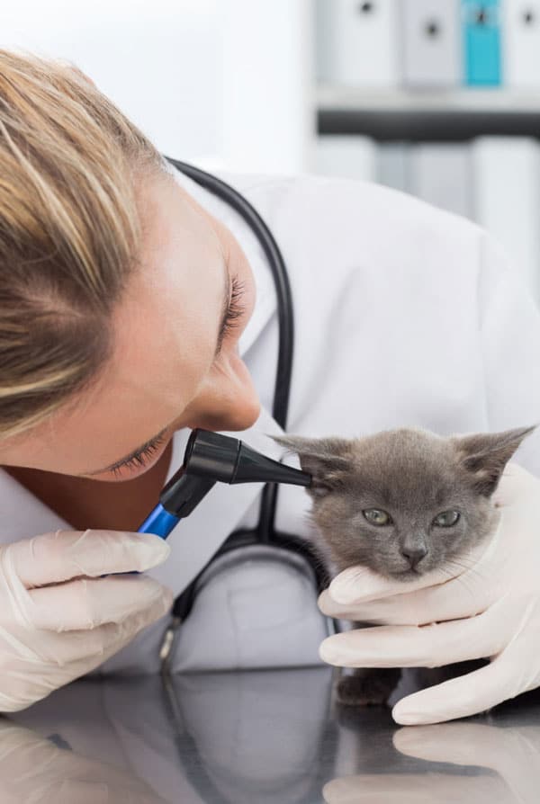 Chat chez le vétérinaire pour une otite