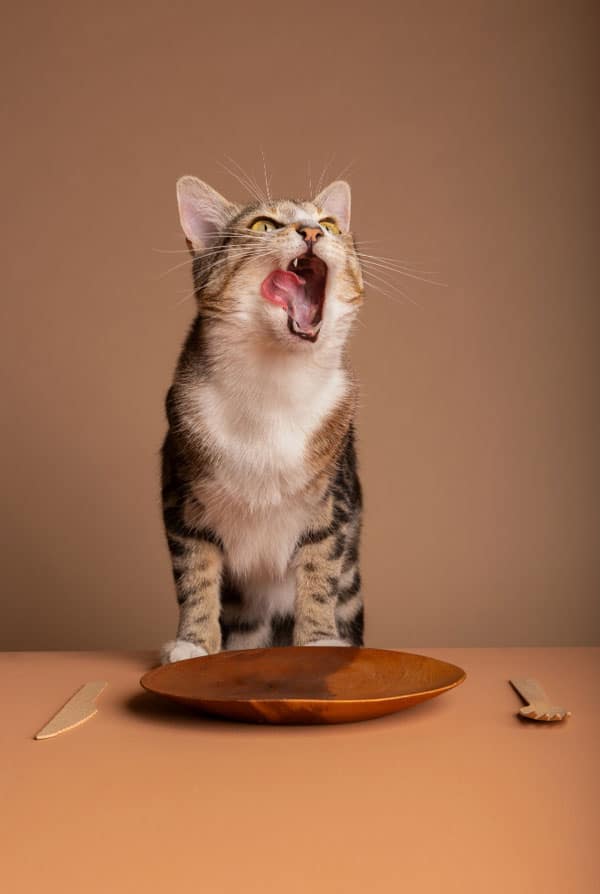 Chat affamé atteint de polyphagie