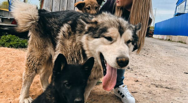 Educatrice canine en extérieur avec des chiens