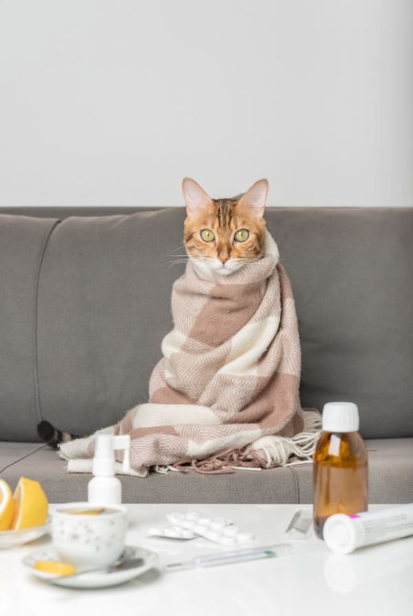 Chat ayant un prurit