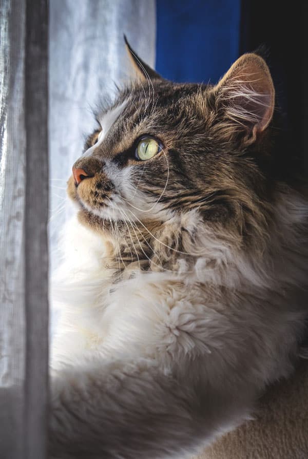 Chat type Maine Coon avec un reverse sneezing