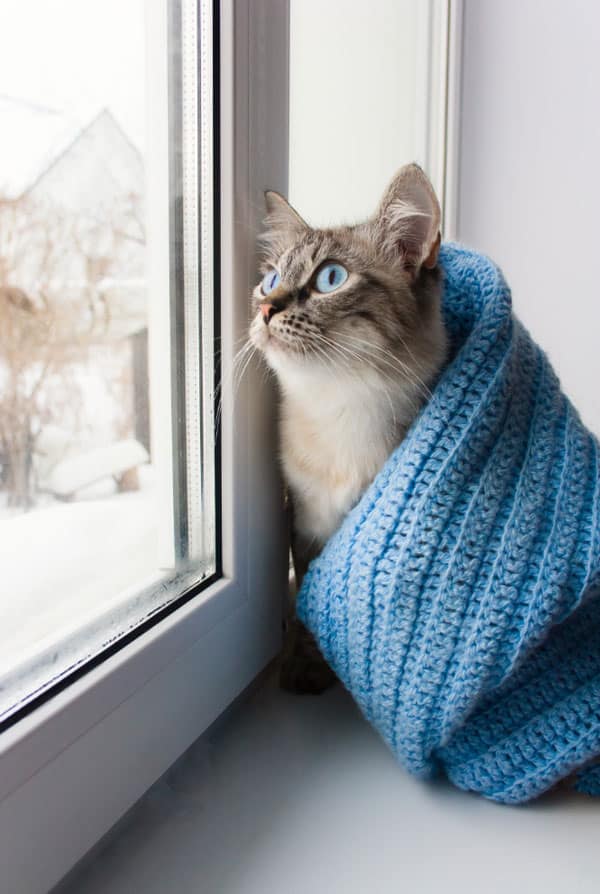 Chat ayant une rhinite
