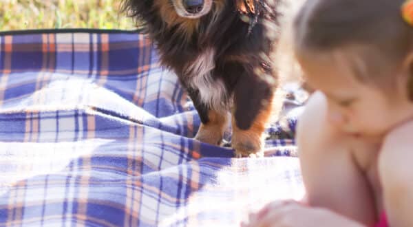 Enfant et chien qui pique niquent sur un plaid dans un champ