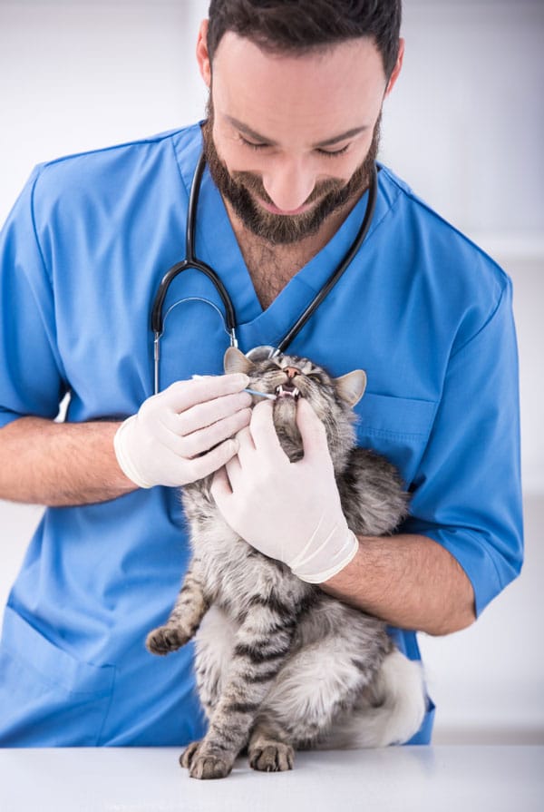 Chat en auscultation chez le vétérinaire pour la teigne