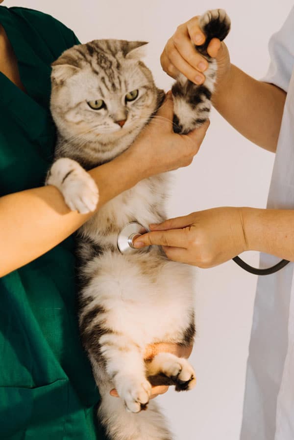 Chat chez le vétérinaire pour des vers intestinaux