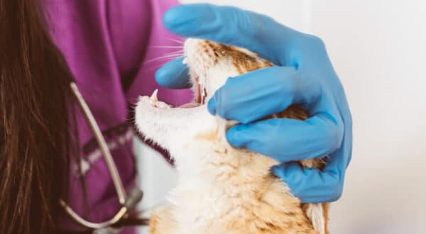 Chat en auscultation chez le vétérinaire suite à des vomissements