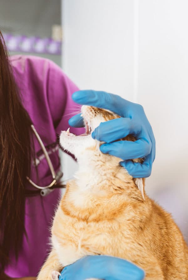 Chat en auscultation chez le vétérinaire suite à des vomissements