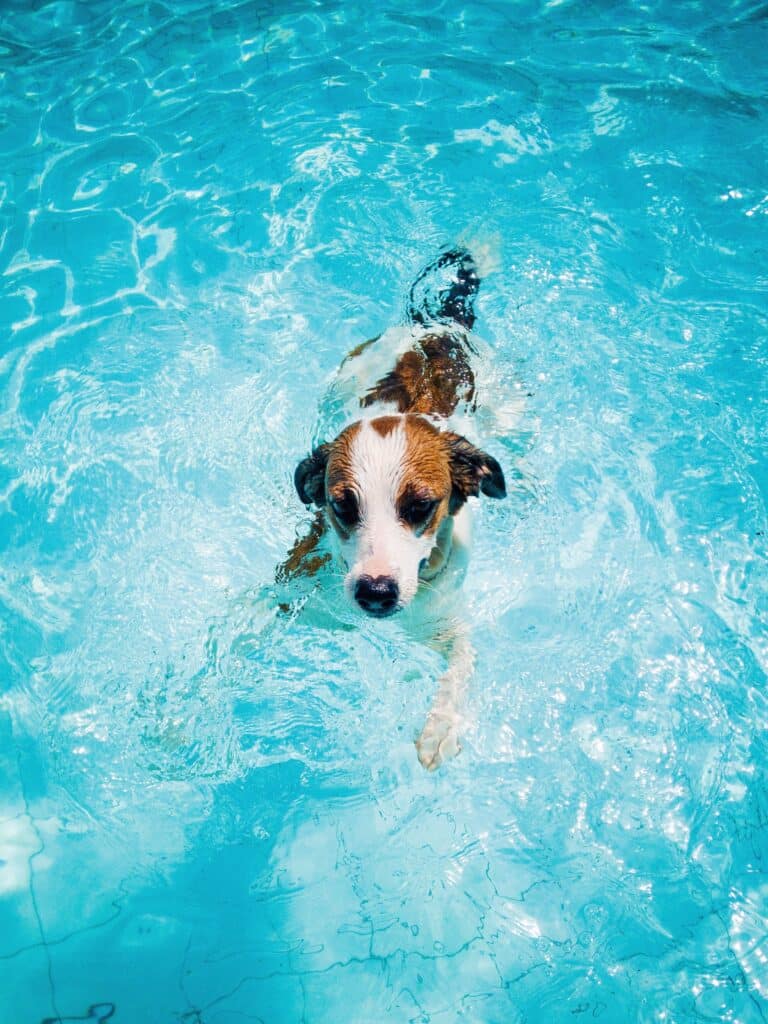 Chien qui nage dans la piscine d'un parc aquatique