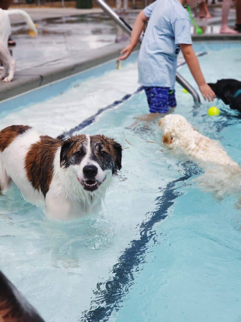 Chiens qui s'amuse dans les parcs aquatiques
