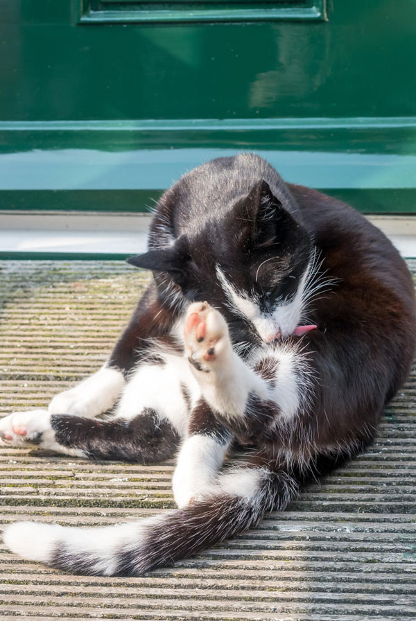 Chat ayant des allergies
