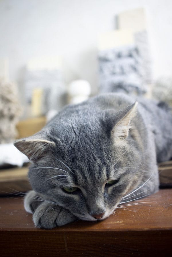 Chat avec de l'arthrose