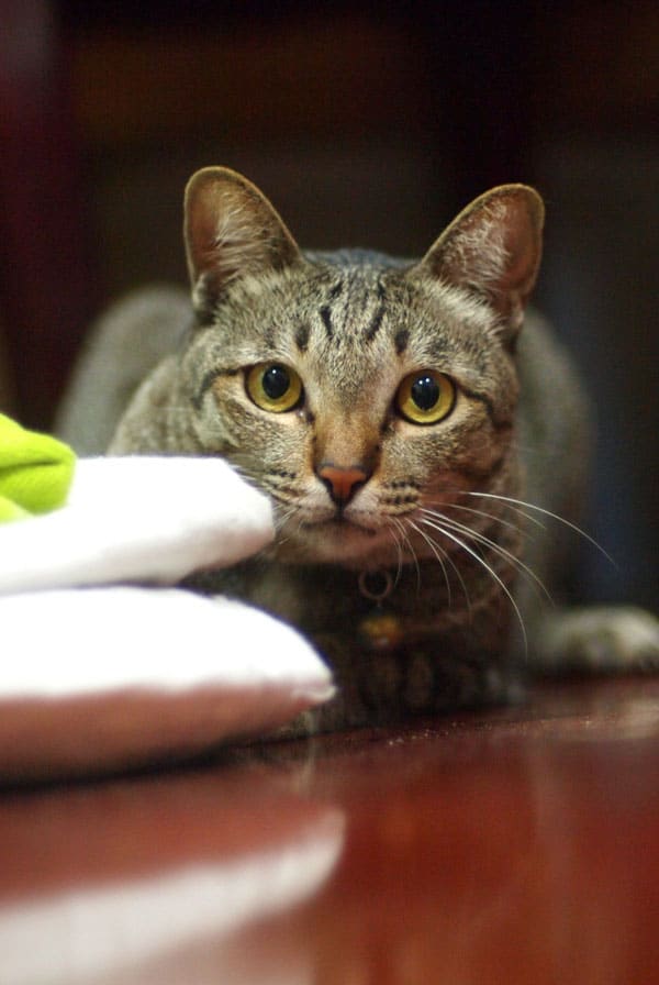 Chat atteint d'un cancer