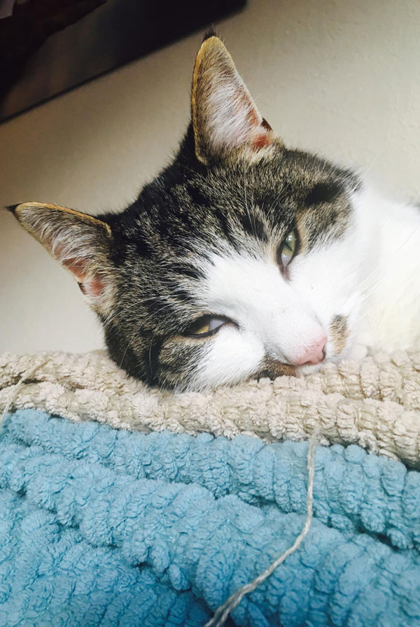 Chat atteint de diabète