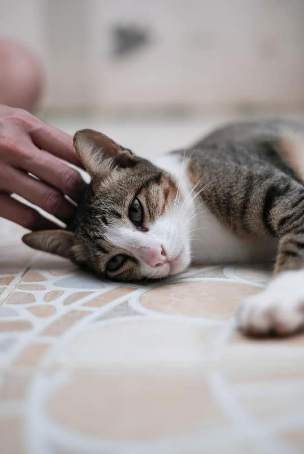 Chat ayant la maladie de Cushing