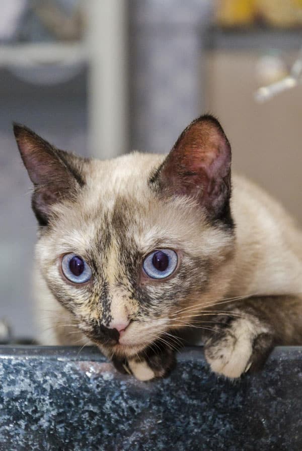 Chat atteint de polyarthrite