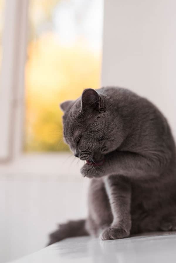 Chat ayant une maladie de la prostate