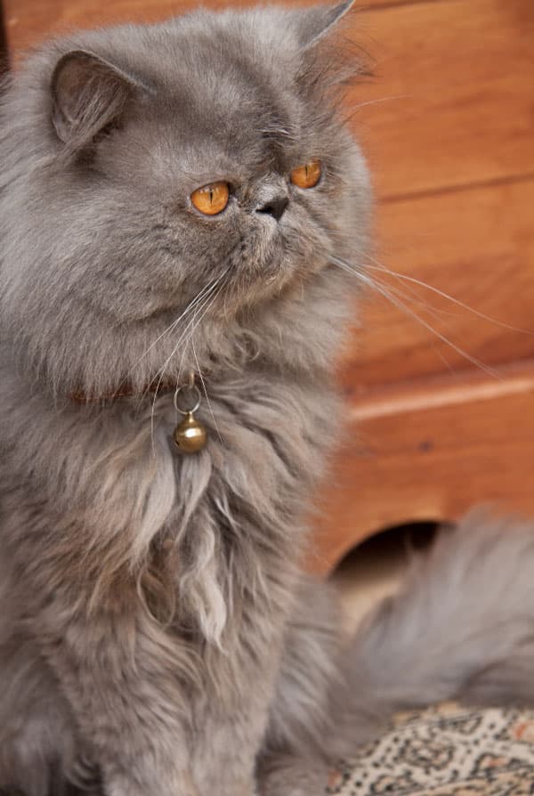 Chat type Persan ayant un syndrome brachycéphale