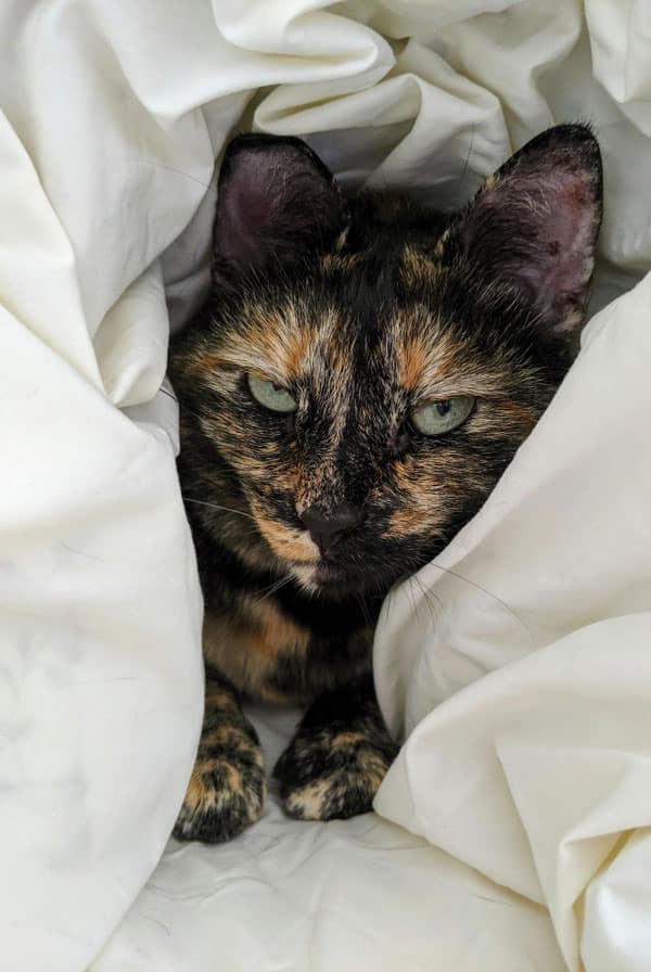 Chat ayant des tumeurs mammaires