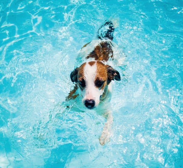 Chien qui nage dans la piscine d'un parc aquatique