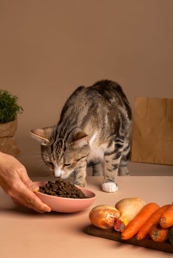 Chat qui mange pour traiter son allergie alimentaire