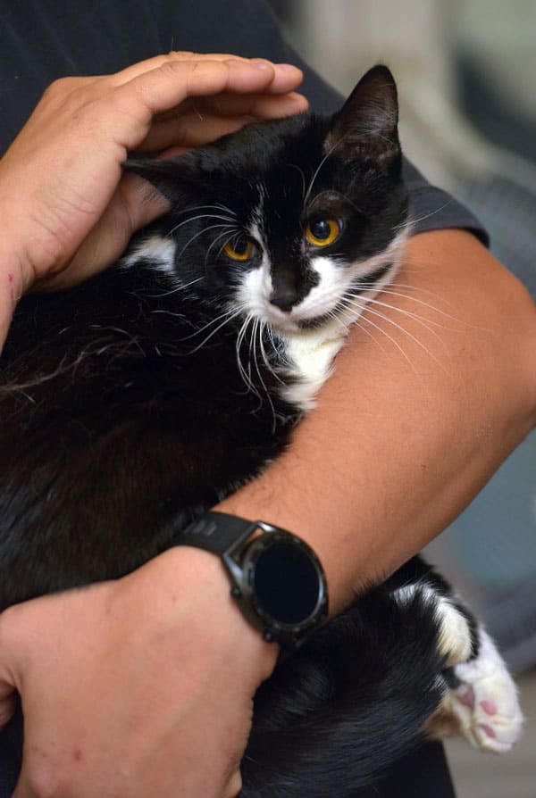 Chat ayant de l'asthme