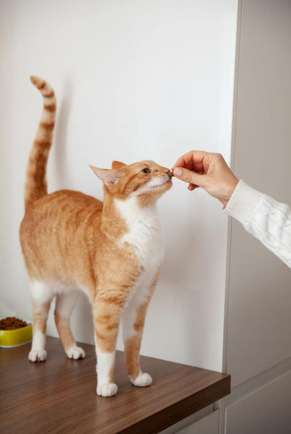 Chat malade ayant une colite