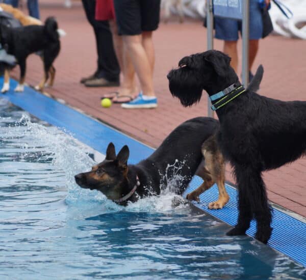 Parc aquatique pour chien