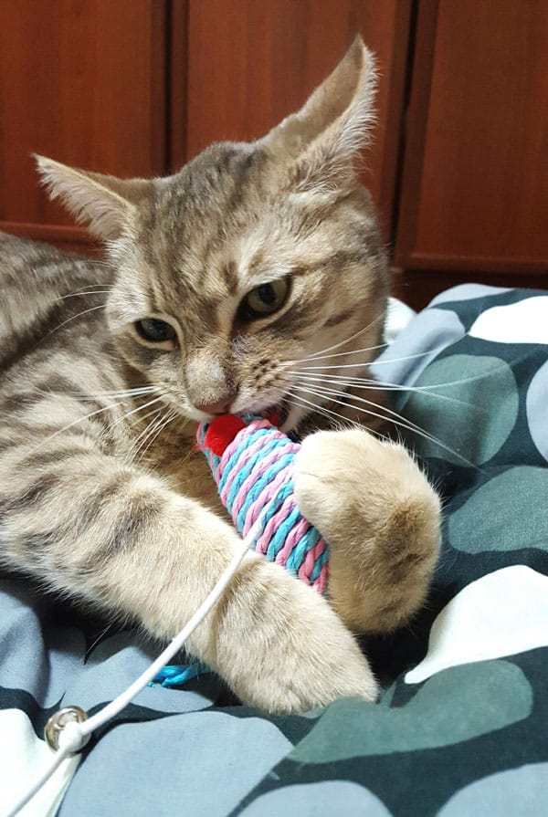 Chat présentant des signes d'encéphalite